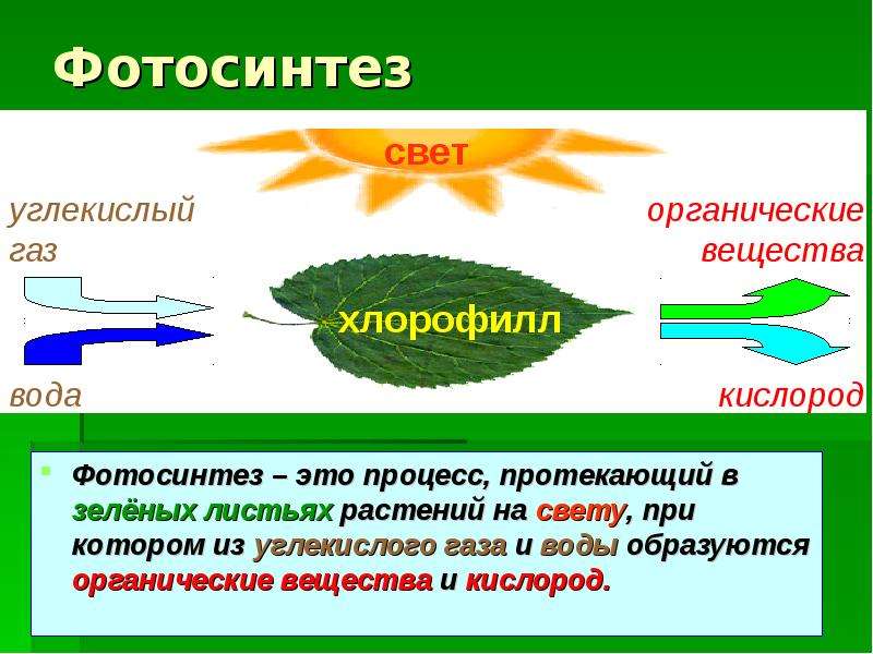 Воздушное питание растений фотосинтез 6 класс презентация