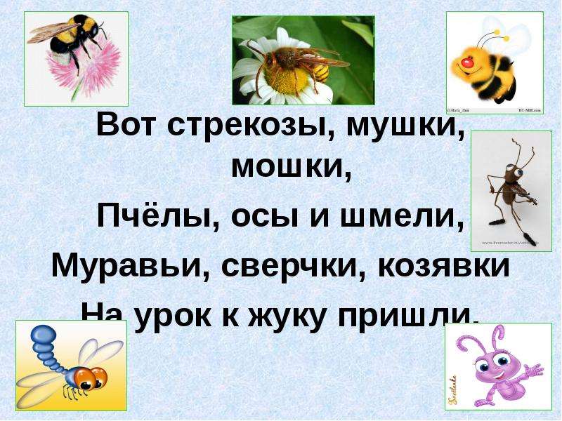 Стих господин учитель жук. Вот Стрекозы мушки мошки пчёлы осы и шмели муравьи. Вот Стрекозы мушки мошки. Муравьи сверчки козявки на урок. Господин учитель Жук.