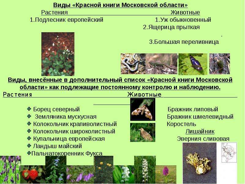 Презентация растения и животные московской области