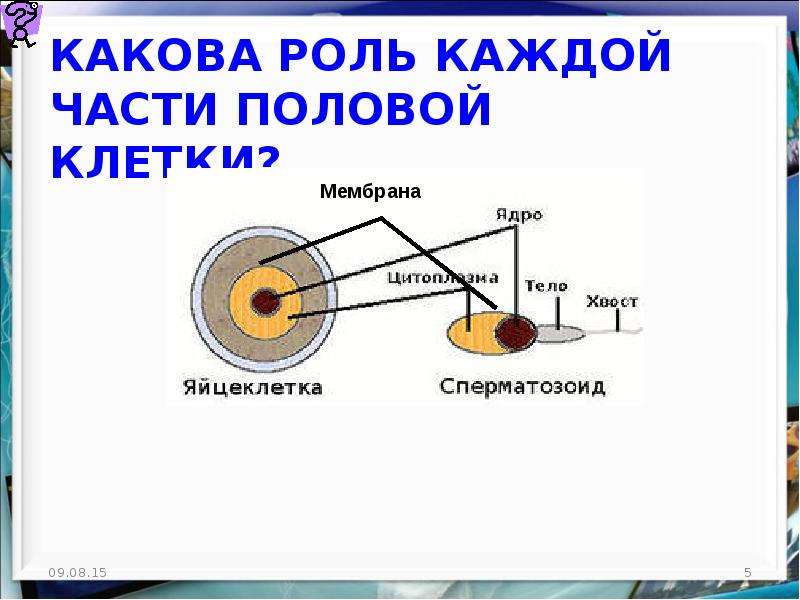 Роль каждой. ? Какова роль каждого круга?.