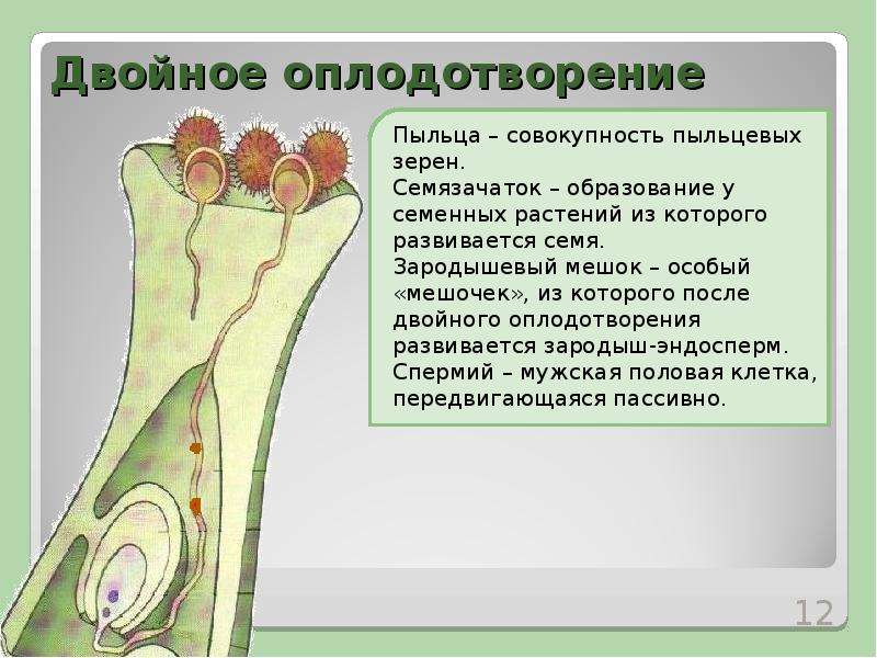 Презентация половое размножение растений 6 кл