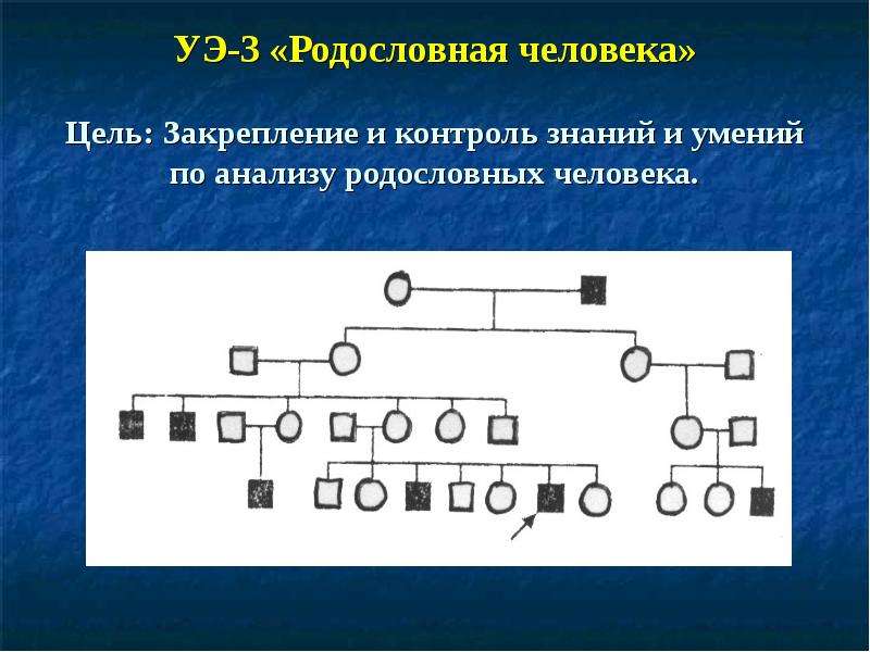 Презентация родословная человека