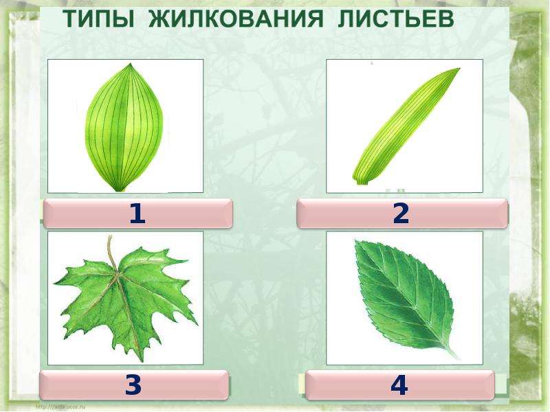 Жилкование листа биология 6. Внешнее строение листа жилкование. Жилкование листьев задания. Карточка жилкование. Типы жилкования задания.