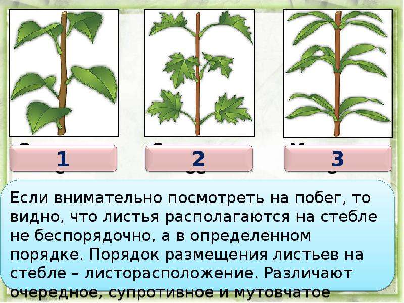 Внешнее строение листа 6 класс биология презентация пасечник