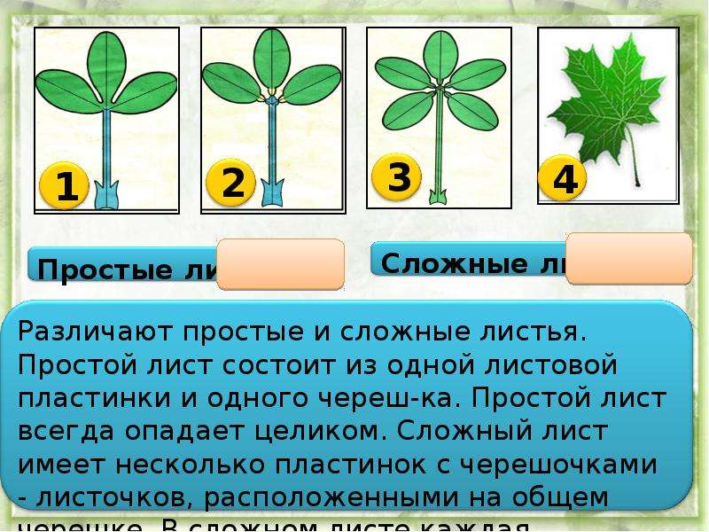 6 листьев. Простой лист состоит. Строение сложного листа 6 класс. Из чего состоит простой лист. Сложный лист состоит из одной листовой пластинки.