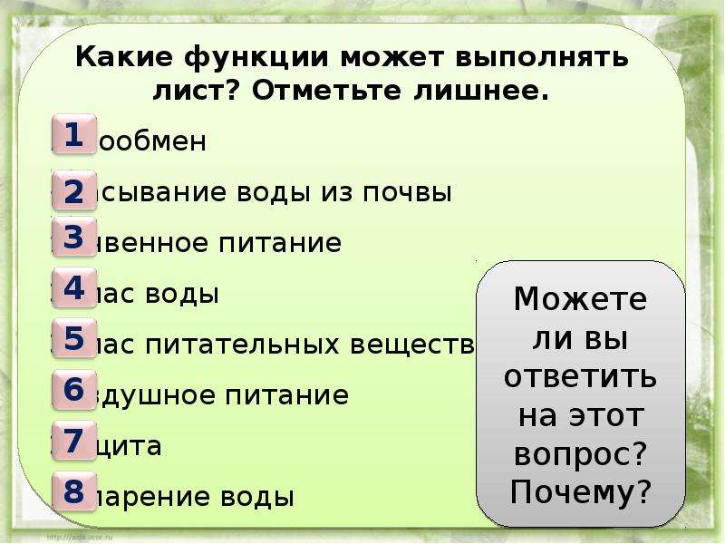 Лист 6 класс презентация. Какие функции выполняет лист. Какие функции может выполнять лист. Какие 3 функции выполняет лист. Какую функцию не выполняет лист.