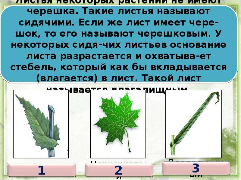 Презентация внешнее строение листа 6 класс фгос пасечник