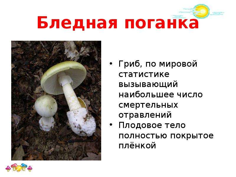 Подготовь сообщение о любых ядовитых растениях грибах. Гриб мухомор и бледная поганка. Поганки грибы ядовитые. Бледная поганка гриб. Бледная поганка ядовитые грибы 2 класс.