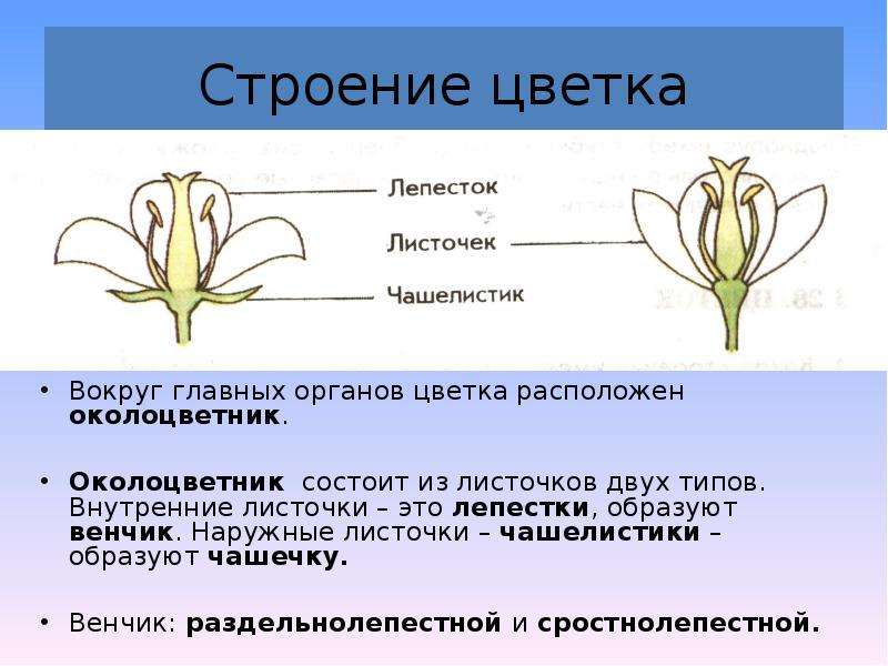 Чашелистик околоцветник. Актиноморфный околоцветник. Венчиковидный околоцветник. Строение двойного околоцветника. Околоцветник вишни.