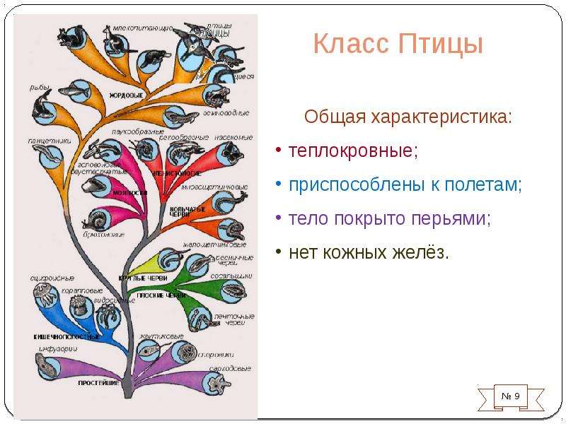 Презентация по теме класс птиц 7 класс