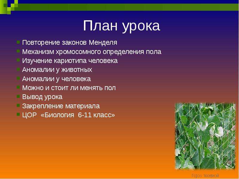 Уроки генетики в школе презентация. Презентация генетика пола 10 класс биология. Уроки повторения биология.