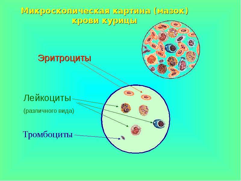 Эритроциты курицы рисунок