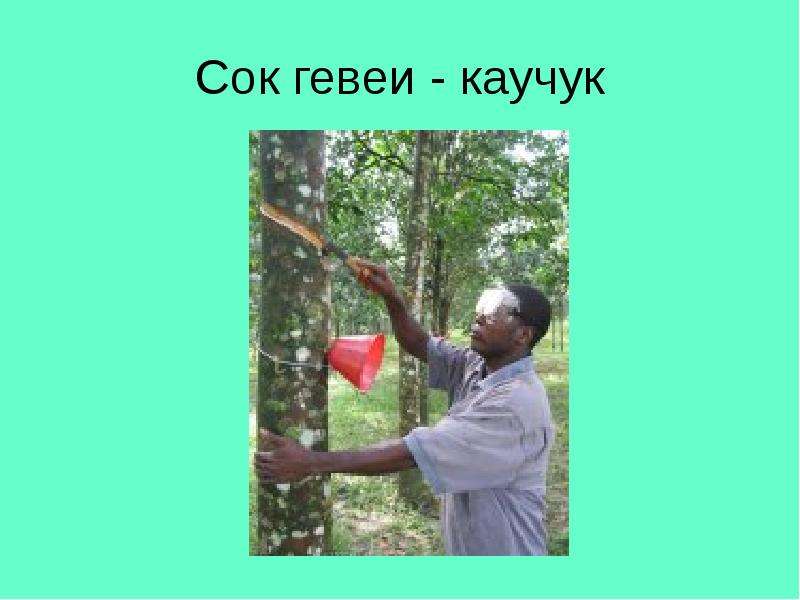 Сок гевеи каучук. Сок гевеи.