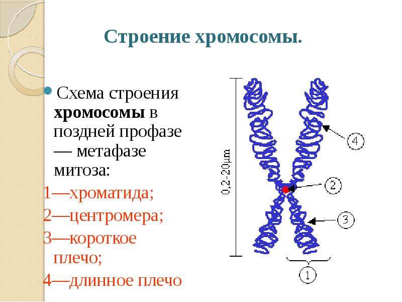 Строение хромосомы фото