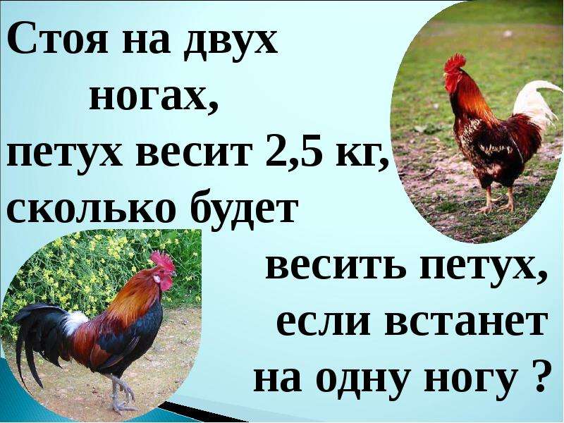 Сколько будет петух. Петух на двух ногах весит. 2 Курицы 1 петух. Сколько весит петух.