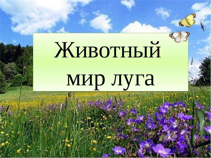 Презентация про луг