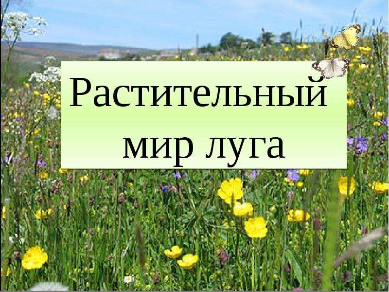 Презентация луга 4 класс. Луг окружающий мир. Растения Луга и его обитатели. Проект растения Луга. Луга презентация 4 класс.