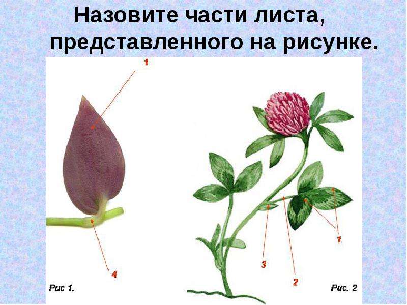 Лист какой орган побега. Назовите части листа. Лист боковой орган побега. Назовите основные части листа. Назовите части листа представленного на рисунке.