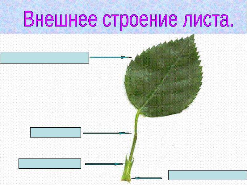 Листа дальше. Подпиши части листа. Лист без подписей. Лист растения без подписей. Лист боковой орган побега презентация.