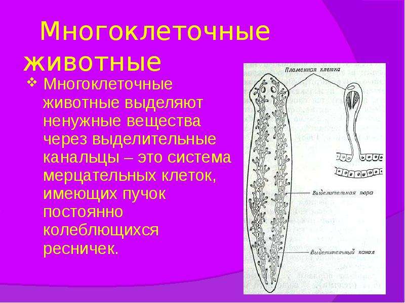 Низшие многоклеточные животные презентация