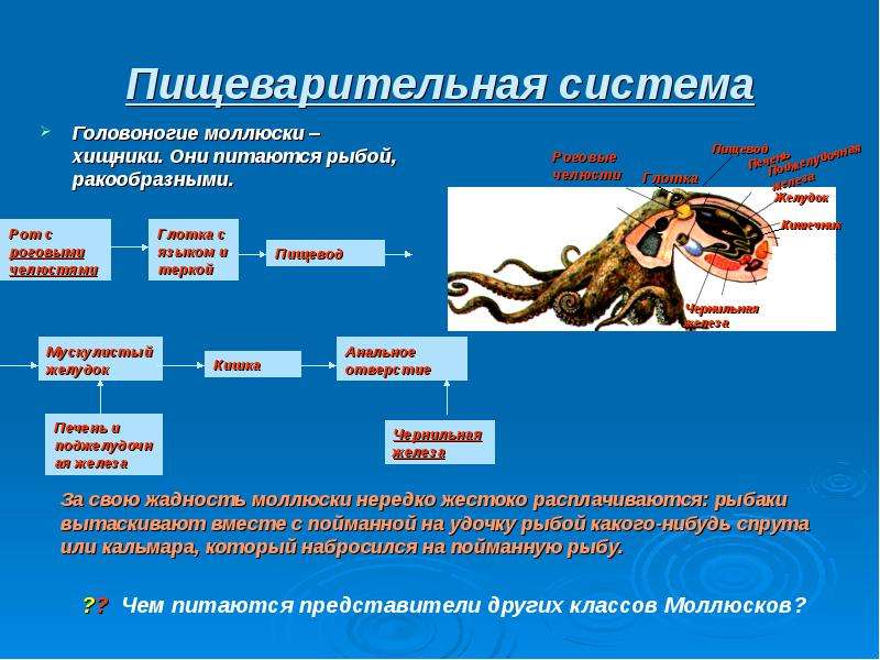 Системы головоногих моллюсков. Пищеварительная система головоногих моллюсков. Тип нервная система головоногих моллюски. Выделительная система головоногие моллюски 7 класс биология. Класс головоногие пищеварительная система.