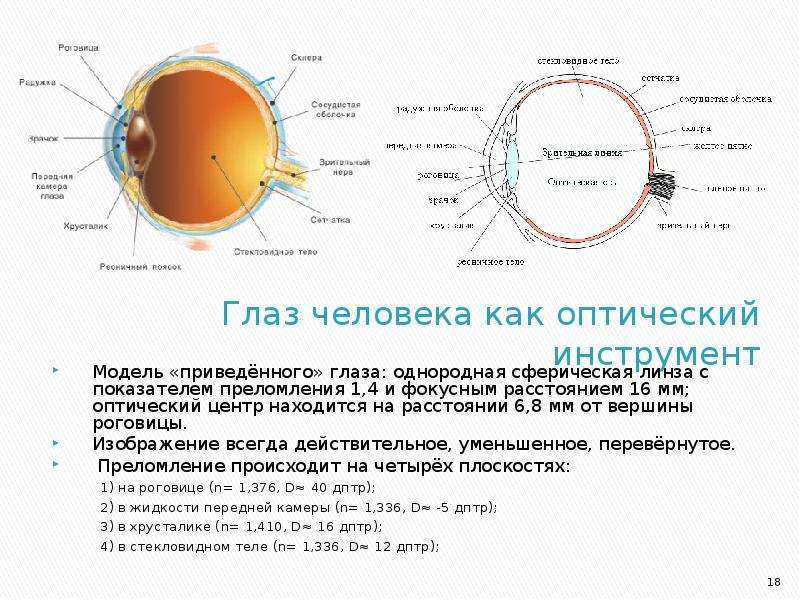 В какой части глаза происходит фокусировка изображения у людей с нормальным зрением