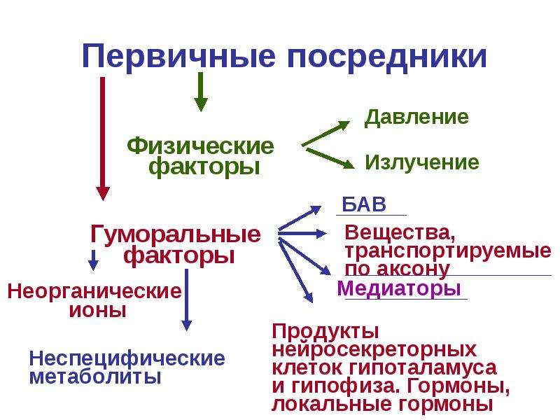 Вторичные посредники. Первичные посредники. Первичные и вторичные посредники физиология. Первичный посредник в физиологии. Первичные и вторичные посредники гормонов.