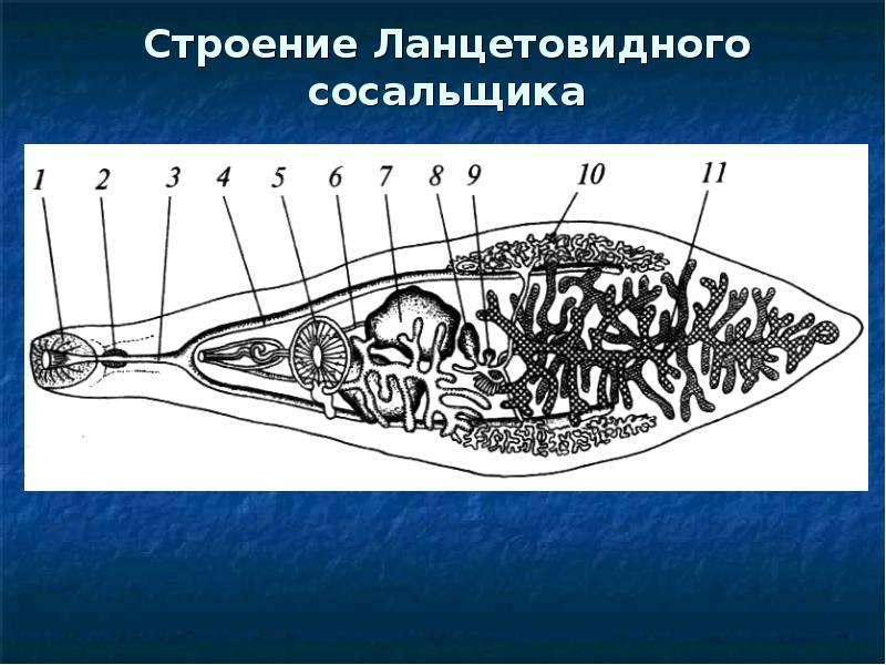 Ланцетовидный сосальщик. Ланцетовидный сосальщик строение. Ланцетовидная двуустка строение. Марита ланцетовидного сосальщика строение. Строение ланцетного сосальщика.