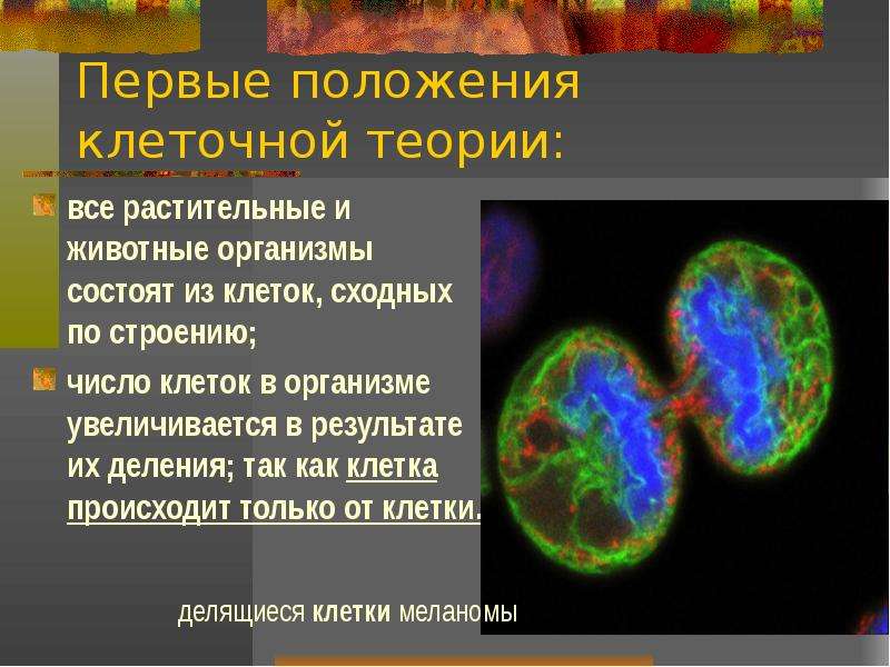 Какие клетки появились первыми