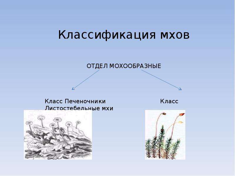 Отдел моховидные презентация