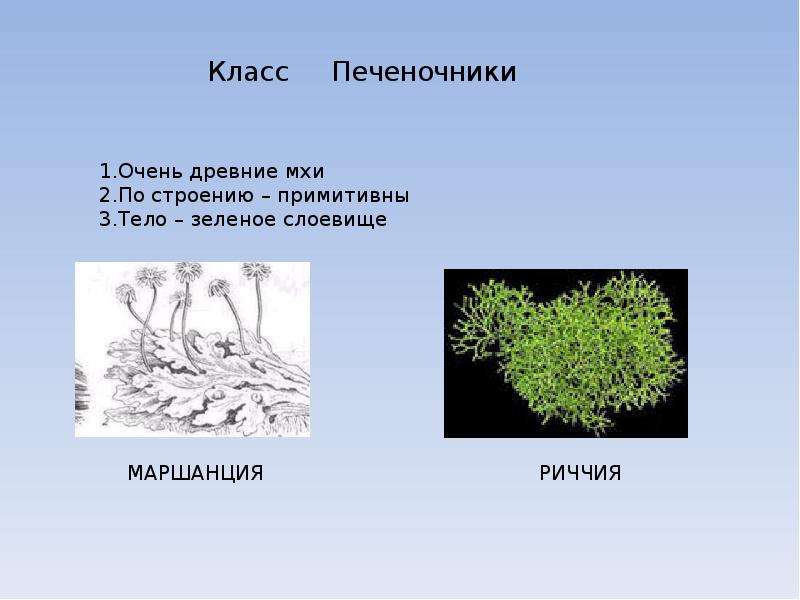 Презентация про мхи