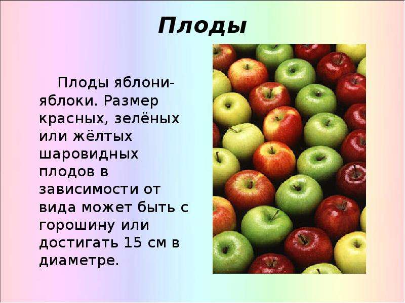 размеры плодов яблок
