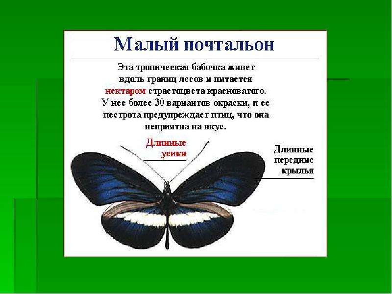 У кого усы длиннее загадка. Почему бабочки живут 1 день. Почему бабочка дрожит. Почему бабочки дерутся. Почему бабочка трясет крыльями.