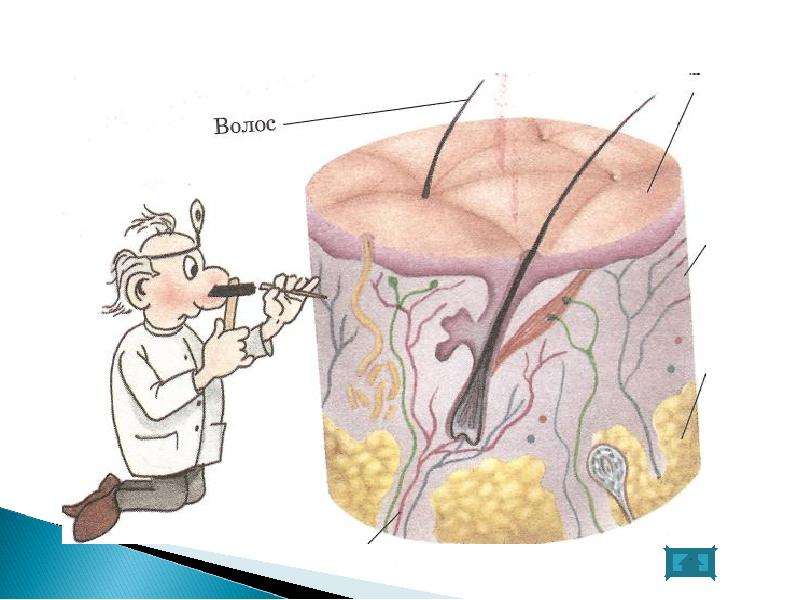 Рисунок кожа для детей