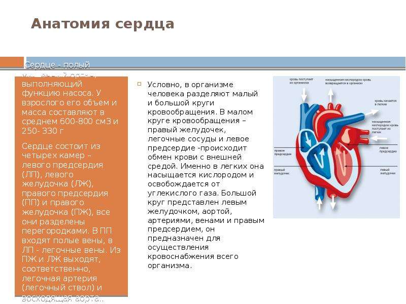 Анатомия сердца Сердце - полый мышечный орган, выполняющий функцию насоса. У взрослого его объем и м