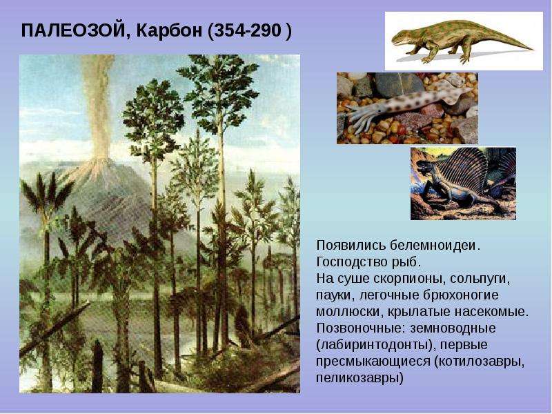 Презентация палеонтология 7 класс