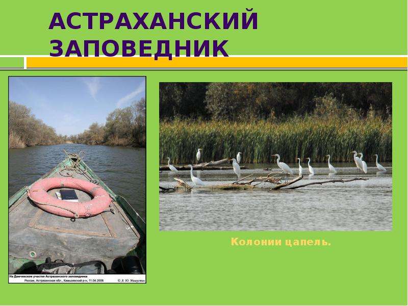 Астраханский заповедник что охраняет. Астраханский заповедник презентация. Астраханский заповедник сообщение. Астраханский заповедник доклад. Астраханский заповедник картинки для презентации.