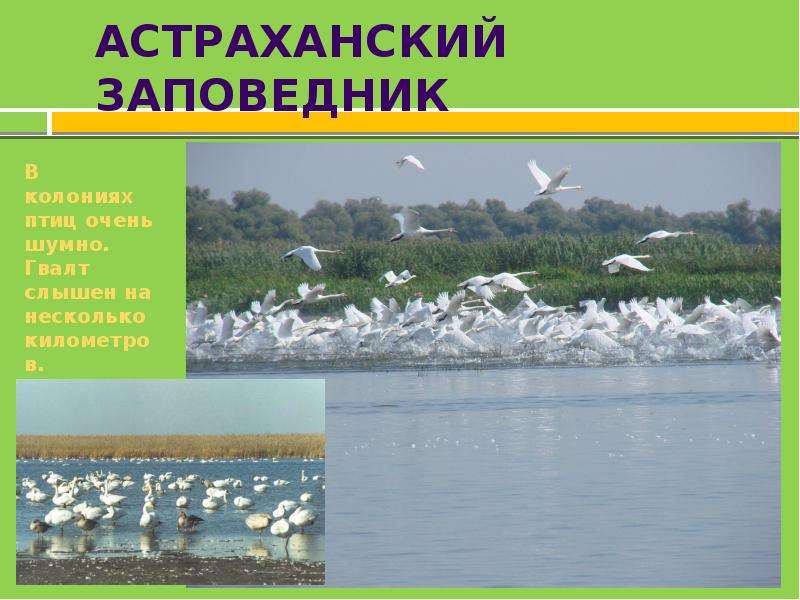 Астраханский заповедник особенности. Птицы Астраханского заповедника презентация. Астраханский заповедник презентация слайд. Астраханский заповедник статус. Астраханского заповедника температура января.