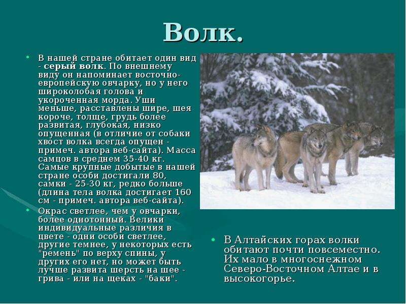 Волк кратко. Описание волка. Доклад про волка. Сообщение о волке. Рассказ о волке описание.