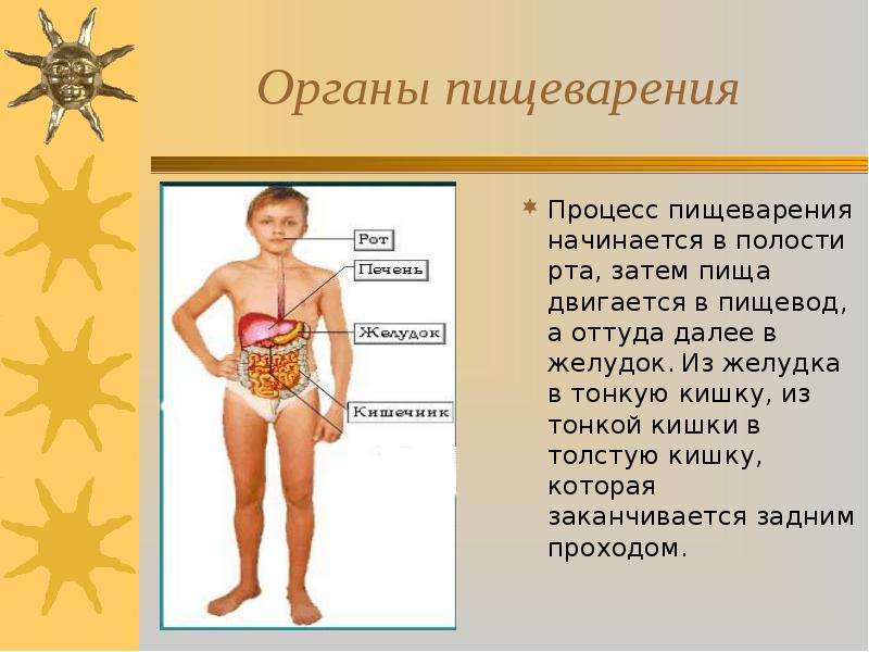 Пищеварительная система кратко презентация