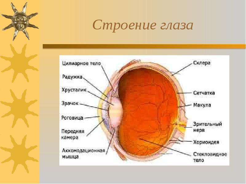 Строение г. Строение глаза и уха. Строение глаза и ухо. Опишите строение глаза уха. Глаз и ухо анатомия.