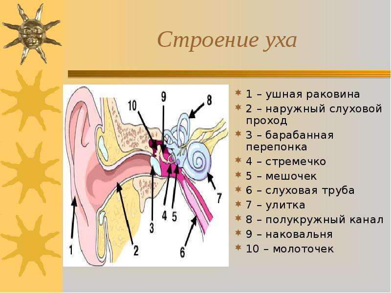 Строение уха 8 класс схема