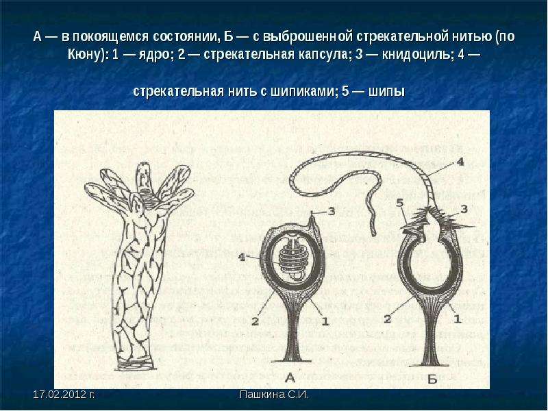 Коралловые полипы имеют стрекательные клетки