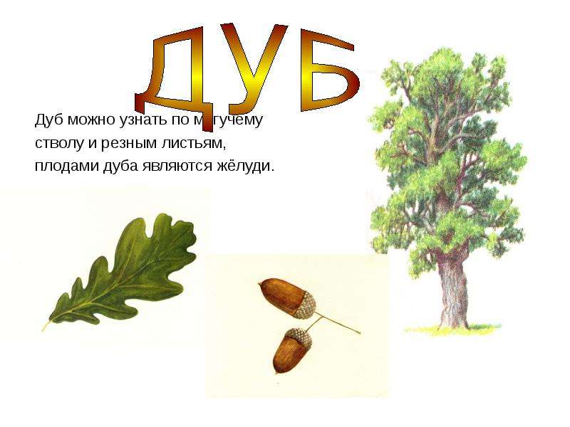 Предложение со словом дуб. Загадка про дуб. Дуб лист, ствол , плод. Загадка про дуб для детей. Дуб с надписью для детей.