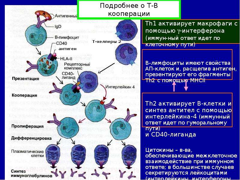 Супрессия иммунного ответа. Интерлейкин-2 и т-хелперы. Т-хелперы th1 и th2. Интерферон вырабатываемый т-лимфоцитами. Т-хелперы активируют макрофагов.