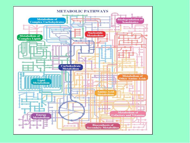 Карта метаболизма человека