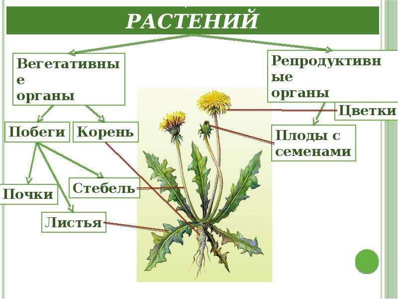 Презентация на тему вегетативные органы