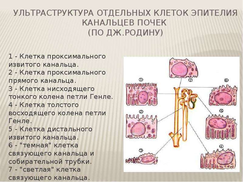 Физиология почки презентация