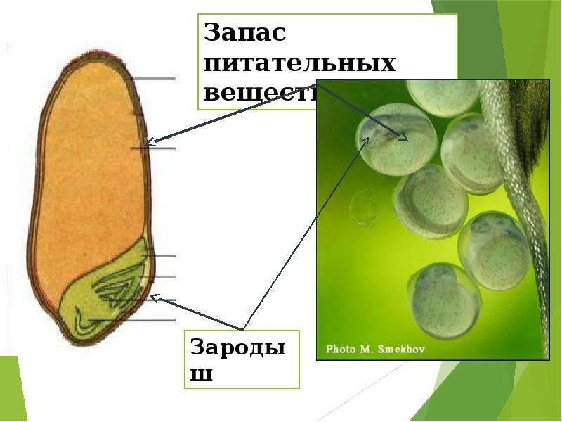 Запас вещества. Запас питательных веществ в семени. Запас питательных веществ в семени растения. Где растения запасают питательные вещества. Семена запасают питательные вещества.