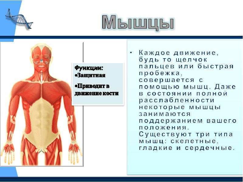 Презентация система органов человека 3 класс